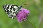 Melanargia Melanargia