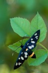 Syntomis phegea Syntomis phegea