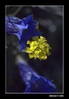 Giallo tra blu Giallo tra blu
