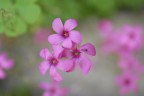 fiori fiori