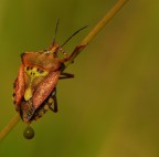 Macrofotografia - cogli l'attimo