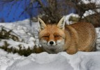 Volpe nella neve Volpe nella neve