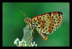 farfarella farfarella