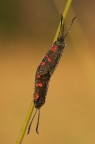 Zygaena filipendulae