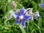 fiore blu fiore blu