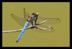 Libellula con Blue-Jeans