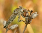 Fly Robber e preda Fly Robber e preda