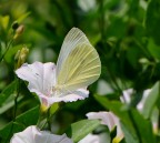 farfalla su tromba di grammofono