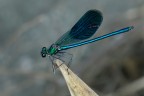 Calopteryx splendens