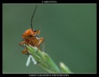 l'abbuffata l'abbuffata