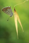 Sulla spiga dorata Sulla spiga dorata
