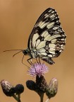 Ancora una Melanargia