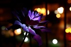 Dalia di mezzanotte Dalia di mezzanotte