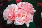 rosae,rosarum,rosis rosae,rosarum,rosis