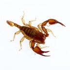 scorpione scorpione