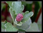 Graphosoma Italicum