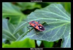 Pyrrhocoris Apterus