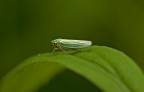 Cicadella virdis