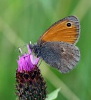 farfallina