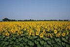 Girasoli Girasoli