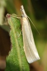 farfallina farfallina