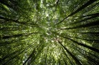Alberi Alberi