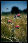 Fiore al tramonto Fiore al tramonto