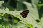 Farfallina Farfallina