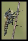 Asilide Asilide