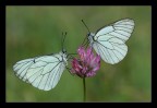 Coppia di Aporia crataegi Coppia di Aporia crataegi