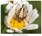 Una nuova macro. Un ragno Una nuova macro. Un ragno