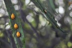 Ordine Naturale Ordine Naturale