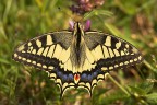 Papilio Machaon