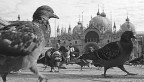 Venezia Venezia