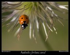 Audentes fortuna iuvat Audentes fortuna iuvat