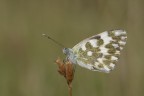 pontia edusa? pontia edusa?