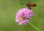 L'imboscata L'imboscata