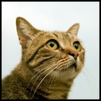 dati di scatto:

Picture
Make: Canon
Model: Canon EOS 300D DIGITAL
Shutter Speed: 1/125 second
F Number: F/2.8
Focal Length: 50 mm
ISO Speed: 200
Date Picture Taken: Jun 30, 2008, 8:01:54 PM
Artist's Comments
Canon EOS 300D + Tamron 17-50 f/2.8

:)