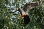Falco cuculo maschio Falco cuculo maschio