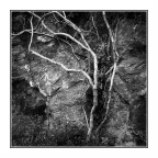 B &amp; N  con Roccia e Rami