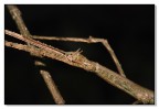 Clonopsis gallica (Insetto stecco) Clonopsis gallica (Insetto stecco)