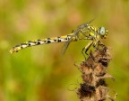 Dragonfly Dragonfly