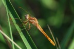 La mia prima libellula La mia prima libellula