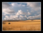 ...CAMPI DI GRANO... ...CAMPI DI GRANO...