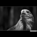 ::: AQUILA DI MARE :::