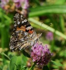 vanessa cardui vanessa cardui
