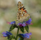 Vanessa cardui