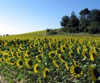 IN FACCIA AL SOLE IN FACCIA AL SOLE