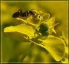 Giallo Giallo