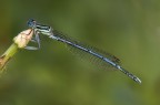 Platycnemis pennipes (M) Platycnemis pennipes (M)
